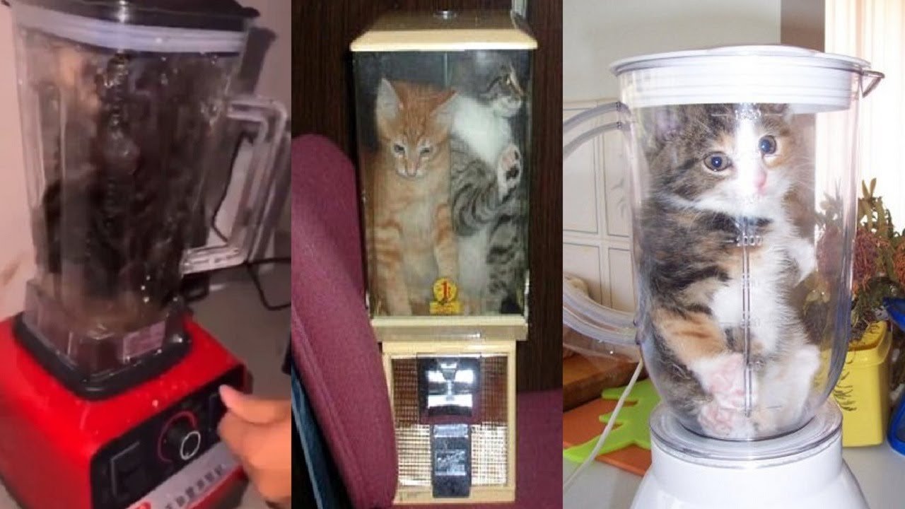 Cat blender video. Котик в блендере. Кошачий блендер. Кот в блелендере. Кот в блендере оригинал.